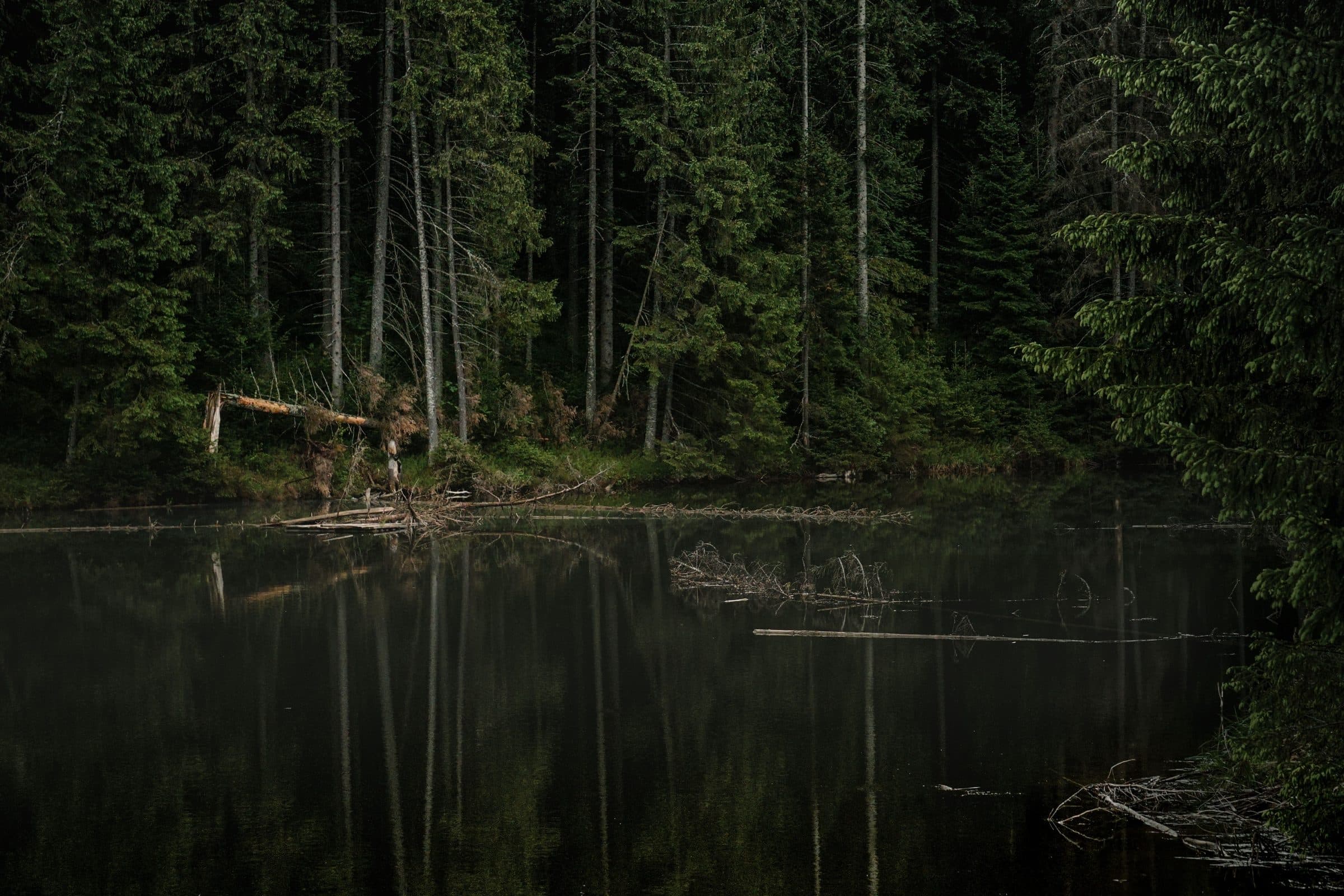 Spruce forest at the edge of a dark, still lake, a fallen trunk at the waterline